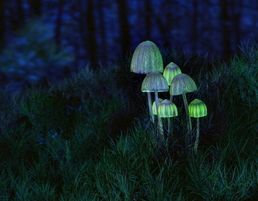 Glowing mushrooms in a dark forest