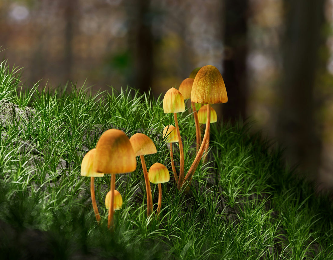 Psilocybin mushrooms growing in a forest